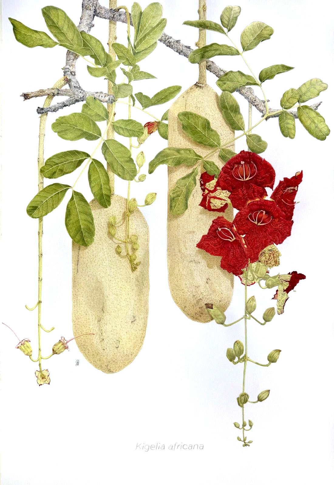 Sausage tree